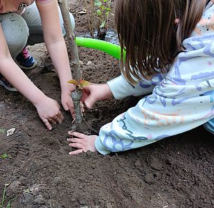 Kinder pflanzen einen Strauch ein